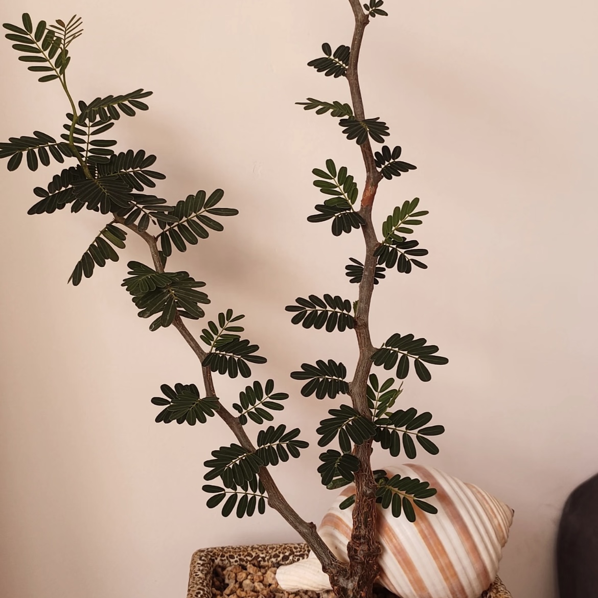 沙漠苏木Senna meridionalis 微小型室内观叶绿植带盆发货耐热