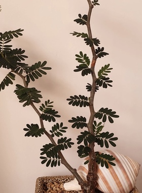 沙漠苏木Senna meridionalis 微小型室内观叶绿植带盆发货耐热