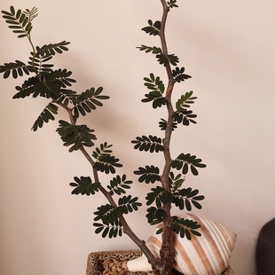 沙漠苏木Senna meridionalis 微小型室内观叶绿植带盆发货耐热