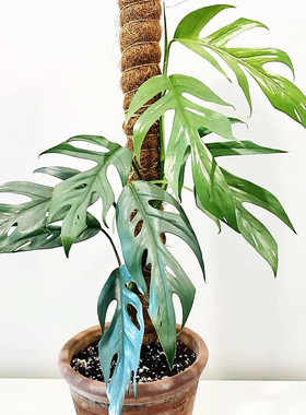 颜植 宿务蓝麒麟尾Cebu blue蓝色叶子龟背竹ins风网红热带植物