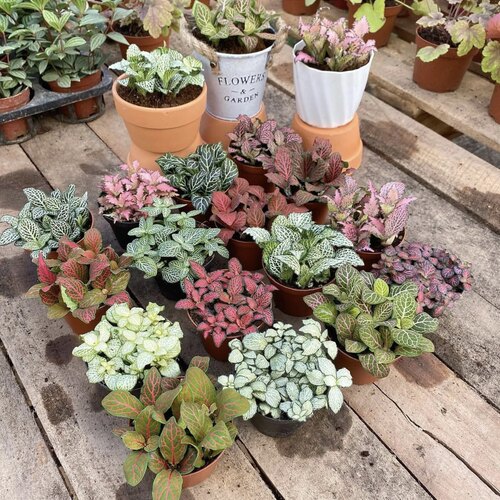 网纹草盆栽小绿植室内四季好养易活彩水培观叶桌面微景观花卉植物