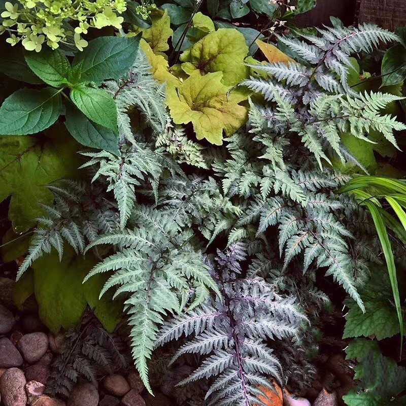 蹄盖蕨画蕨幽灵蕨花园好看好养