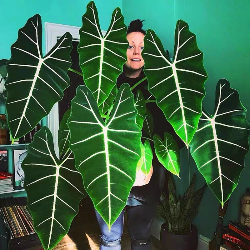 颜植室内天鹅绿植盆栽海芋室内