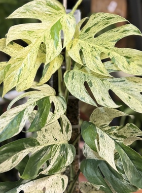 薄荷麒麟尾锦爬藤epipremnum pinnatum vari热带植物天南星科锦化