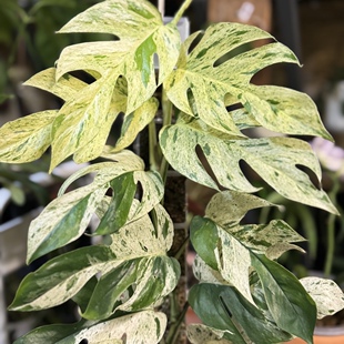薄荷麒麟尾锦爬藤epipremnum pinnatum vari热带植物天南星科锦化