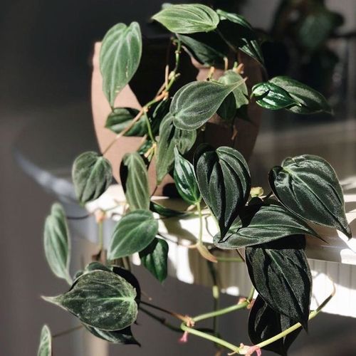 好养易活云母蔓绿绒荷兰