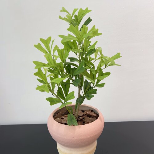 新品燕尾蝶螺旋造型 绿植三角鹅掌柴鸭脚木四季好养美观办公室