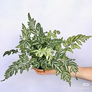 夏雪银线蕨雨林植物墙造景耐阴好养ins风网红室内绿植物盆栽