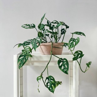 米歇尔仙洞龟背竹爬藤垂藤水培室内阳台喜阴好养净化空气绿植盆栽