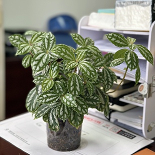 冷水花盆栽ins北欧冷淡风新奇植物办公室内桌面耐阴小绿植冷水花
