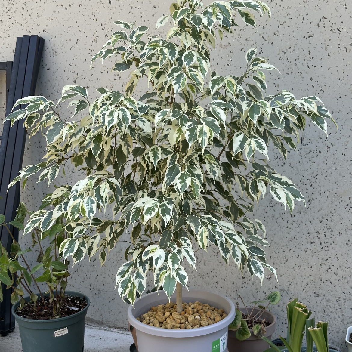 白锦星光垂榕(Ficus benjamina 'Starlight')阳台客厅好养绿植