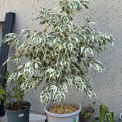 白锦星光垂榕（Ficus benjamina 'Starlight'）阳台客厅好养绿植