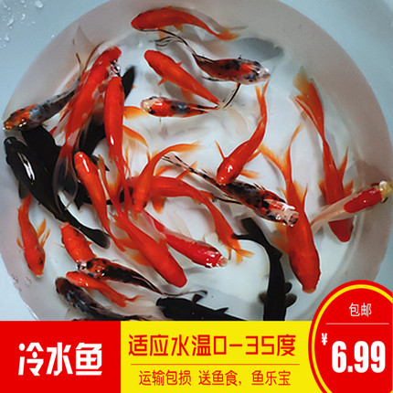 小金鱼活体观赏鱼红草鱼草金鱼冷水鱼宠物活体红鲫鱼饲料鱼淡水鱼