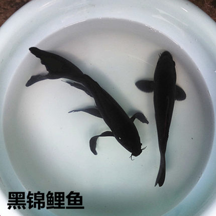 黑锦鲤鱼活体冷水鱼观赏鱼乌鲤淡水鱼黑鲤鱼水族箱风水黑龙凤锦鲤