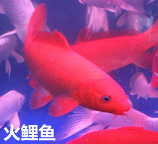 包邮 纯种日本红色火锦鲤鱼苗观赏鱼淡水冷水风水鱼活体 红锦鲤鱼