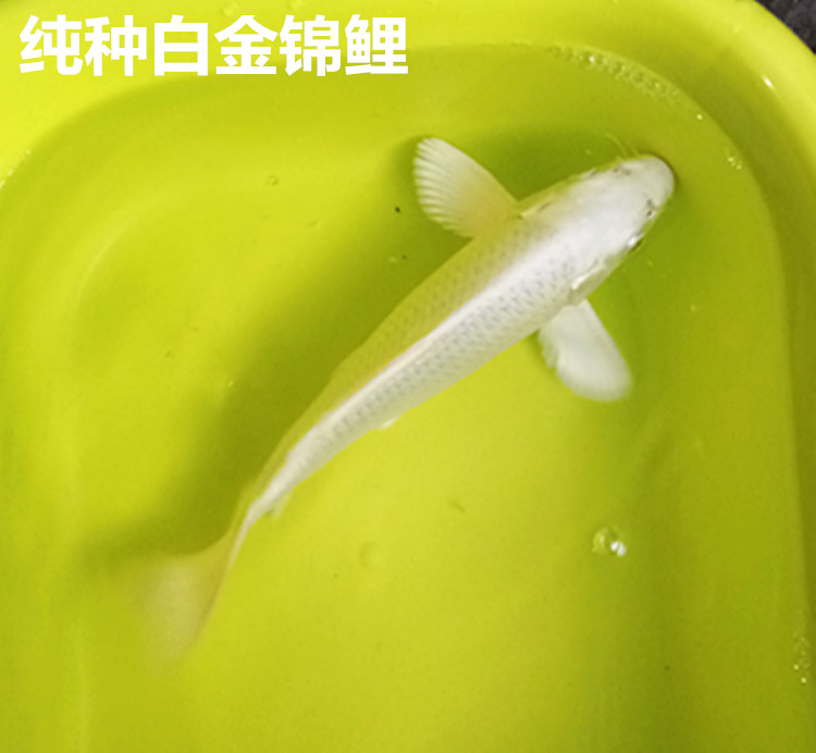 精品白金锦鲤观赏鱼淡水鱼宠物鱼冷水鱼活体纯种白金锦鲤风水鱼