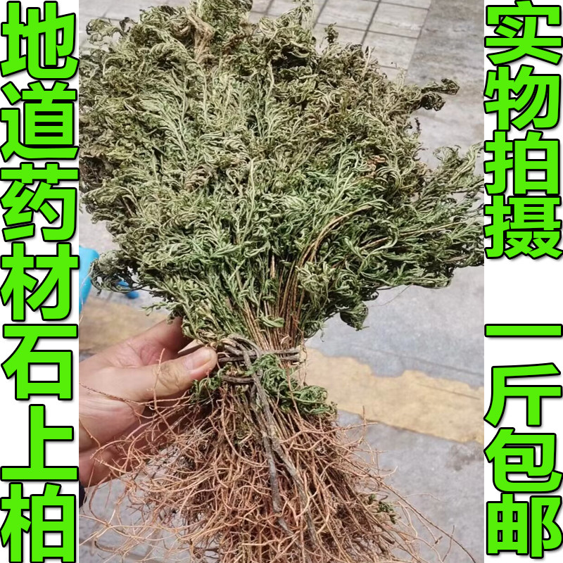 无硫石上柏广西新鲜野生干货石柏草江南卷柏卷柏药材龙鳞草金龙草