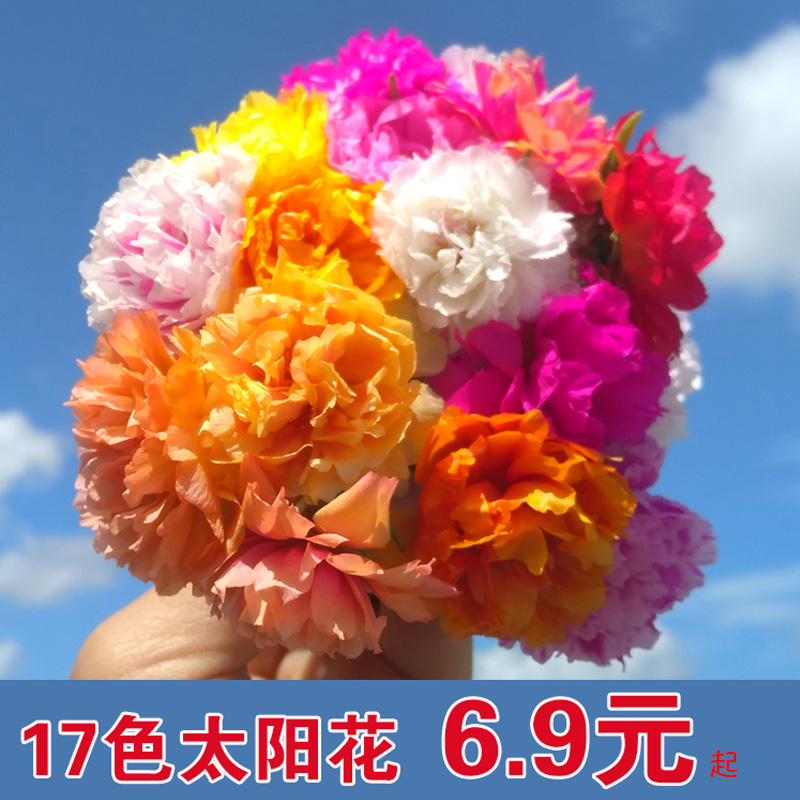 白牡丹花盆栽价格 白牡丹花盆栽图片 星期三 白牡丹花盆栽价格 白牡丹花盆栽图片 星期三