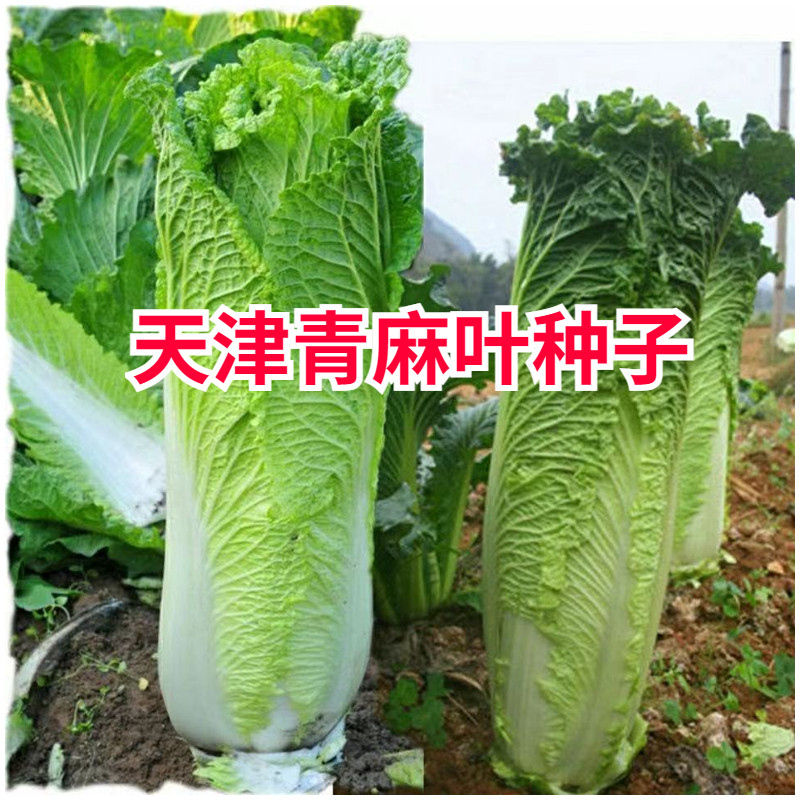 天津青麻叶大白菜种子真好吃秋季播蔬菜籽绍菜快菜天津青麻叶种子