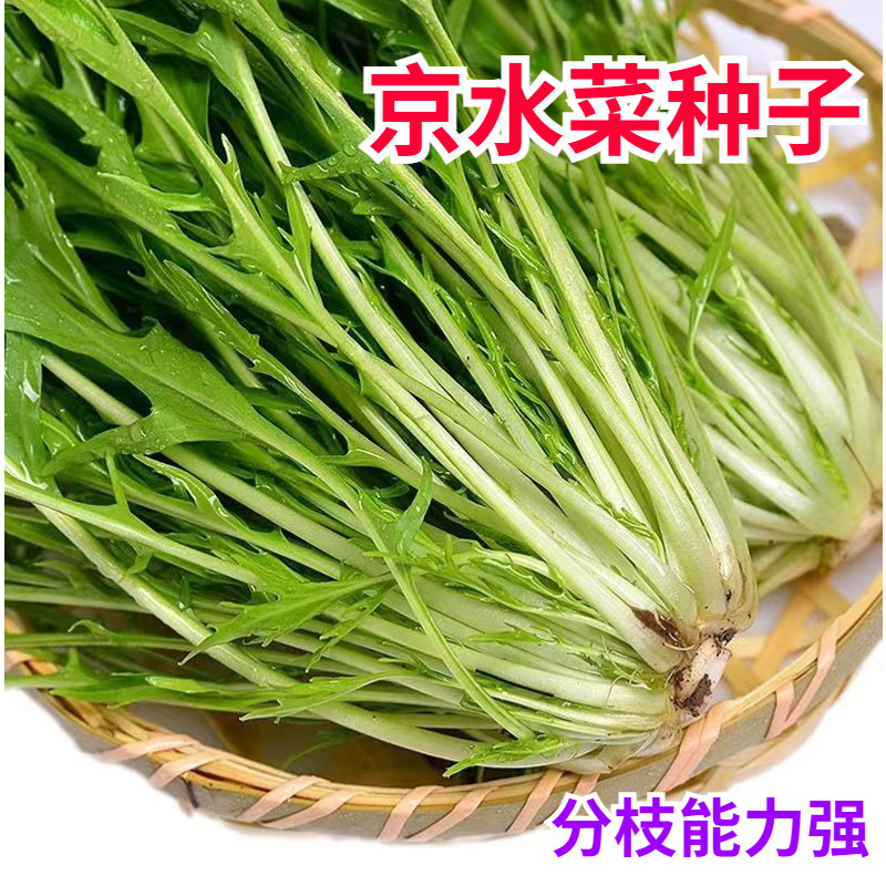 京水菜白根千筋种子专用菜籽开花水晶菜蔬菜子耐寒菜种芥菜籽阳台