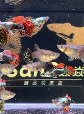 小七彩龙鳞孔雀鱼10条2-3cm福利