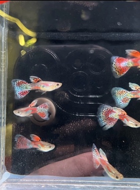 红草孔雀鱼3对2.5-3cm