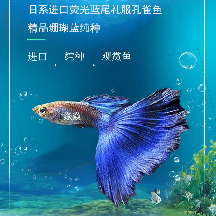 日系精品荧光蓝尾孔雀鱼珊瑚缎带活体淡水小型热带观赏凤尾鱼热销