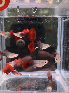 褶扇孔雀鱼6条搭对3cm左右