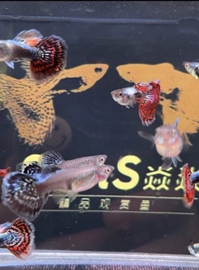 小大耳朵马赛克孔雀鱼10条2-3cm（2条备损）发12条