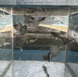 兰草大尾孔雀鱼2对