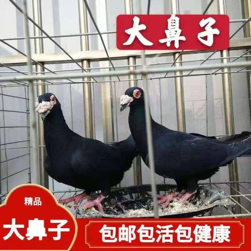 大鼻子观赏鸽开花大鼻子鸽子白大鼻子紫大鼻子黑大鼻子瓦灰大鼻子