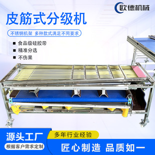 冬枣分选机 沾化大枣选果机快速便捷直径分选不伤果 皮筋分拣机