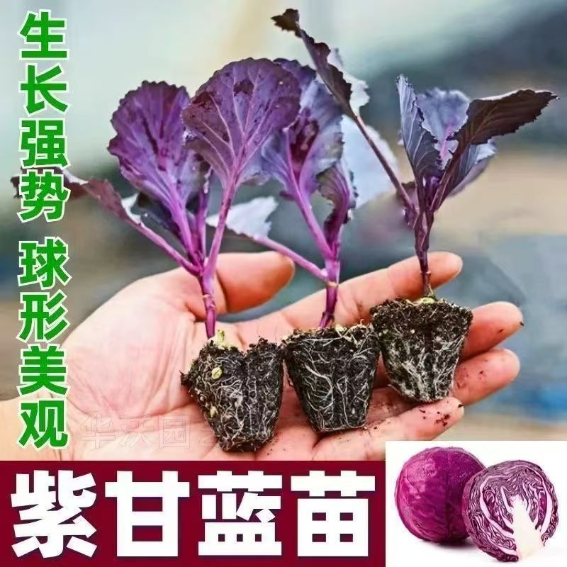 正宗紫甘蓝苗秧紫包菜苗种子卷心春秋盆栽高产蔬菜苗新鲜包头菜苗