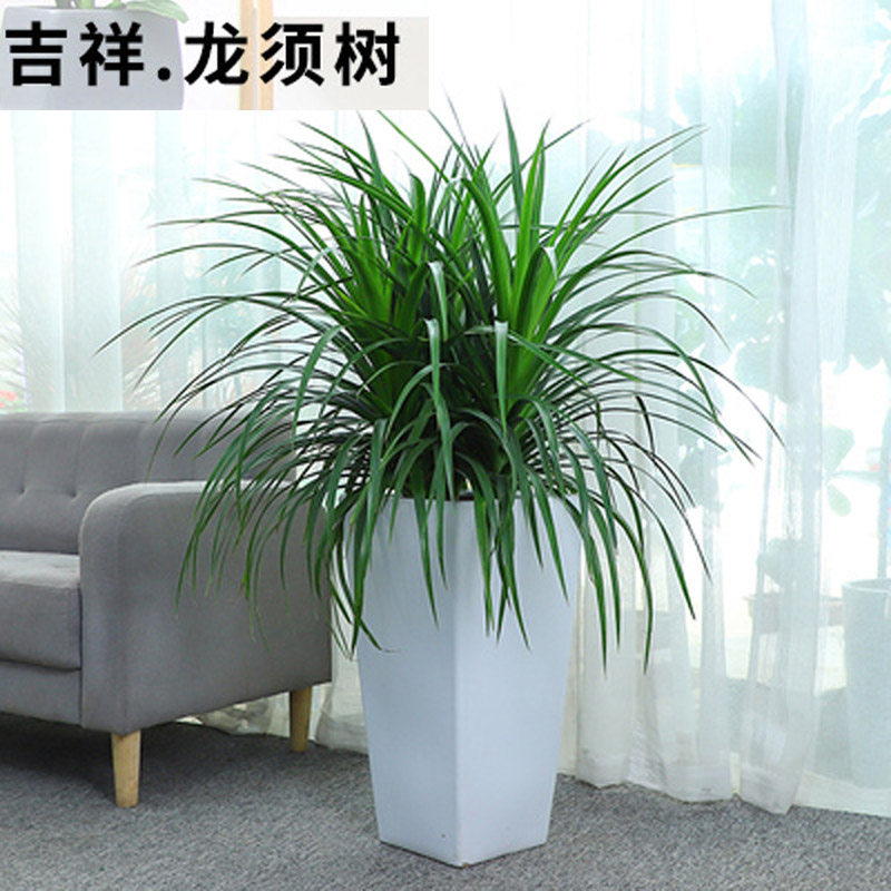绿植长沙盆栽四季常青同城龙血树