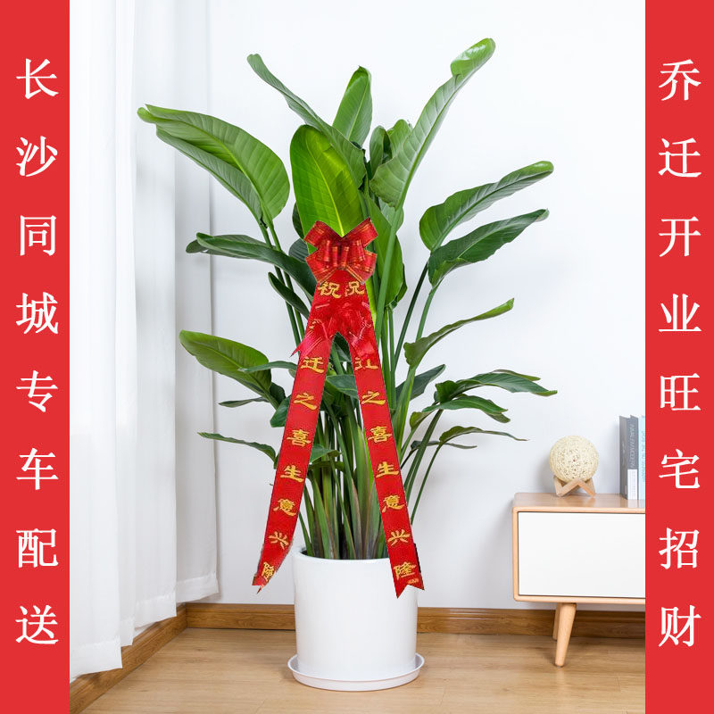 绿植长沙天堂鸟鹤望兰同城送盆栽