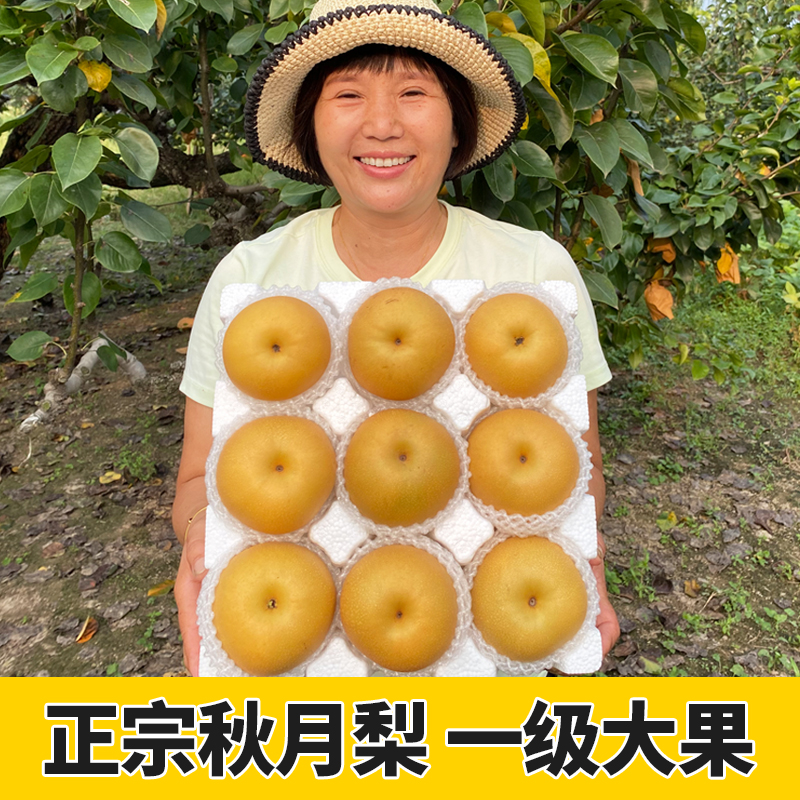 正宗秋月梨 安徽砀山新鲜水果9斤10当季冰糖梨子大果礼盒装整箱