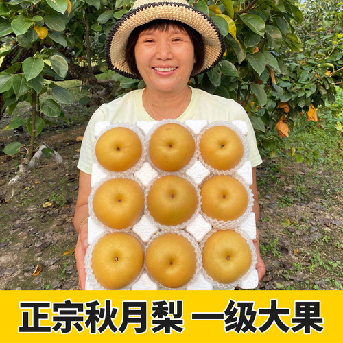 正宗秋月梨 中秋礼盒装 安徽砀山梨新鲜水果5斤10当季大果整箱