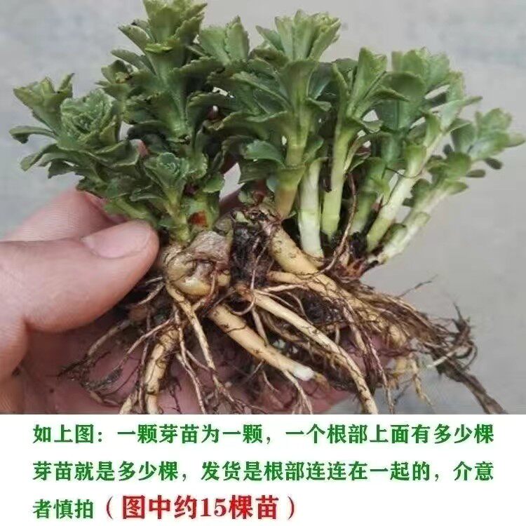 养心菜盆栽食用救心菜高钙菜新鲜可吃野生养心菜根蔬菜根盆栽