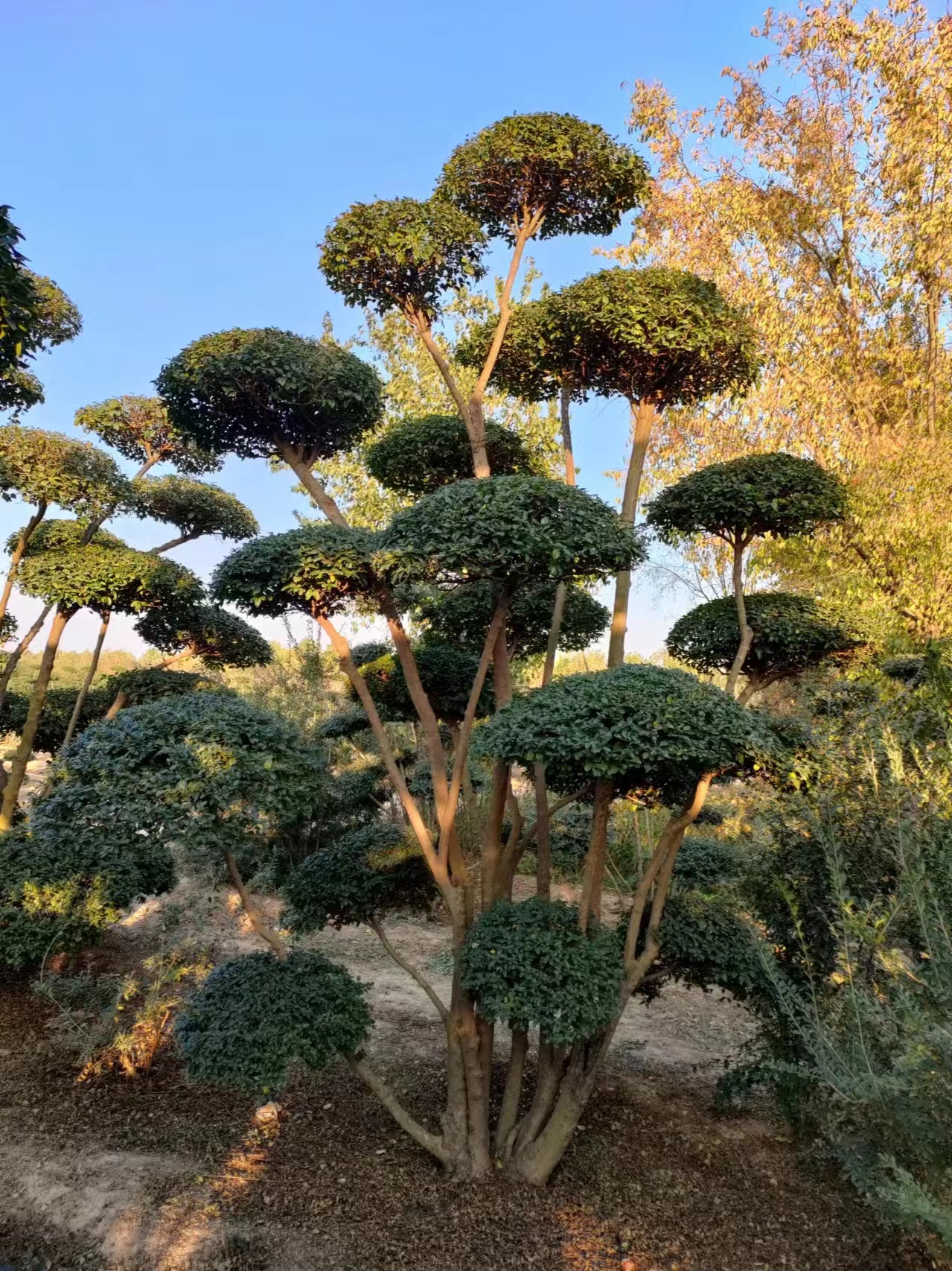 定制小叶女贞造型树庭院景观树地景树盆景花卉四季常青绿植直播间