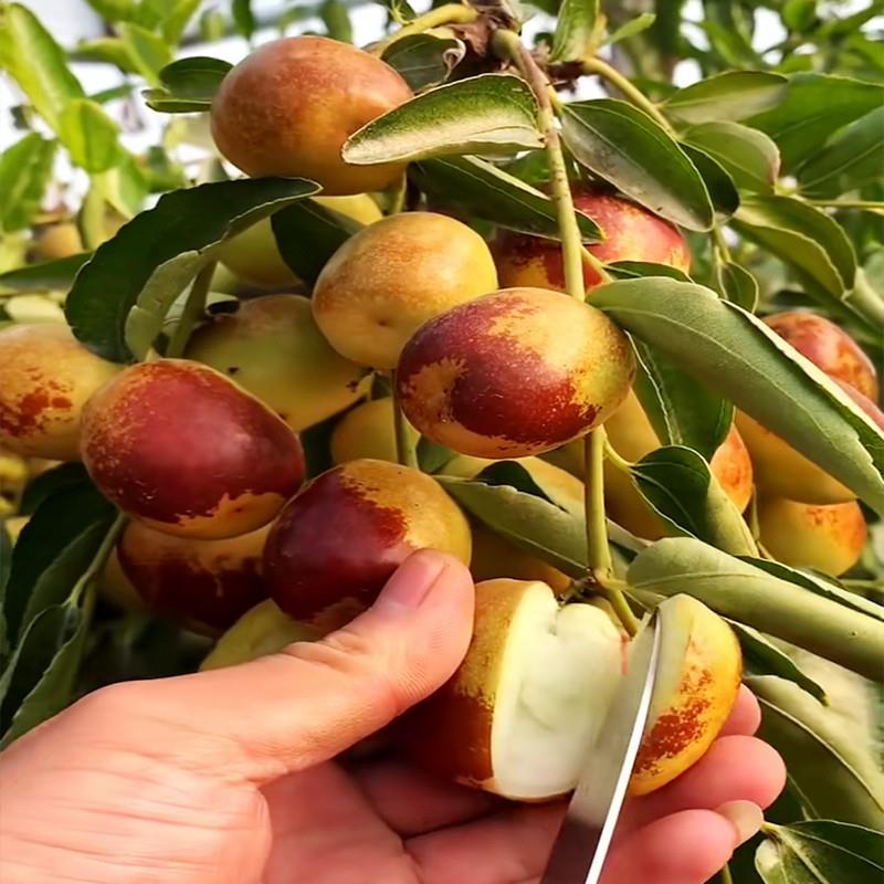 葫芦枣金丝枣小枣树活苗枣树大树冰糖甜枣苗圆冬枣子树苗果树果苗