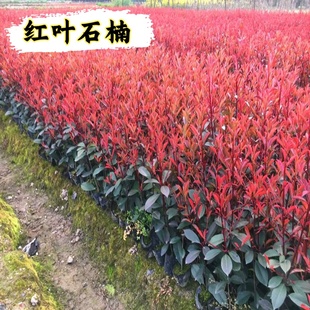 红叶石楠树苗篱笆苗四季常青围墙大小杯苗庭院植物绿化苗木石楠球