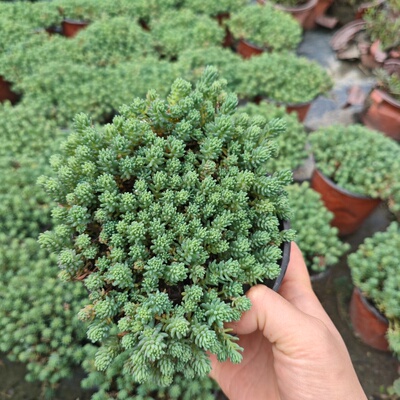 过路黄佛甲草耐寒耐旱地被景观