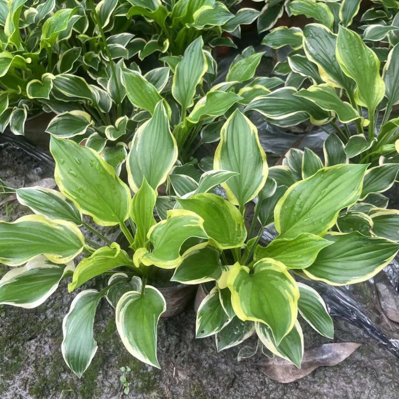 花叶玉簪金边玉簪各色品种玉簪合集庭院阳台多年生喜阴耐寒耐热