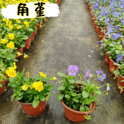 小兔子角堇三色堇盆栽花卉苗
