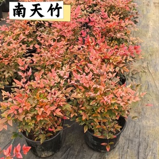 南天竹火焰红树苗室内老桩盆景庭院观叶花卉绿植红耐寒绿化工程苗