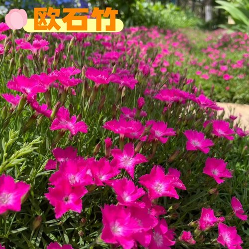 欧石竹花苗盆栽开花草坪庭院花园
