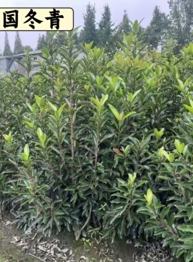 冬青树苗法国直立绿化苗庭院围墙植物四季常青耐寒丛生绿篱易成活