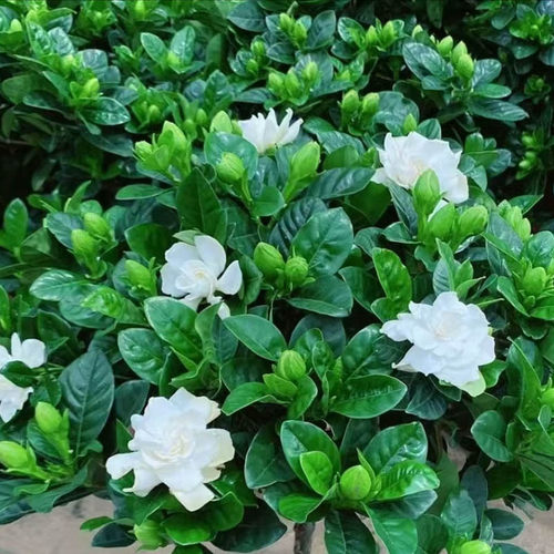 栀子苗四川成都发货原盆原土发货