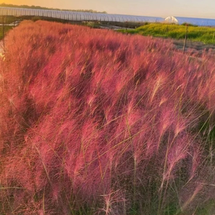 粉黛乱子草多年生草本植物四季好养喜阳耐旱庭院园林观赏草绿化苗