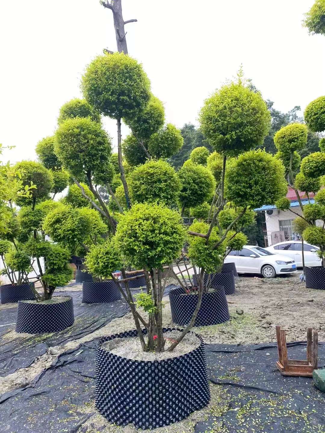 量大优惠彩叶灌木花境植物色块